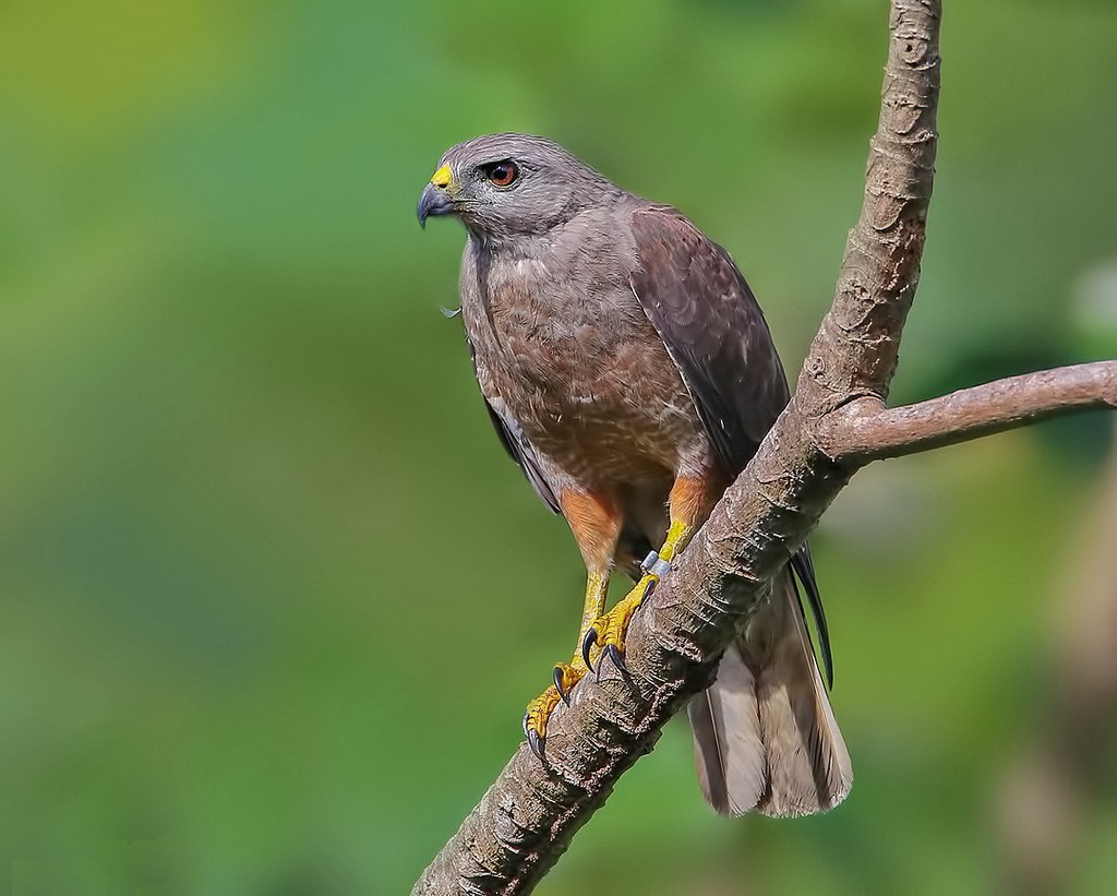 Гаитянский Гаюк